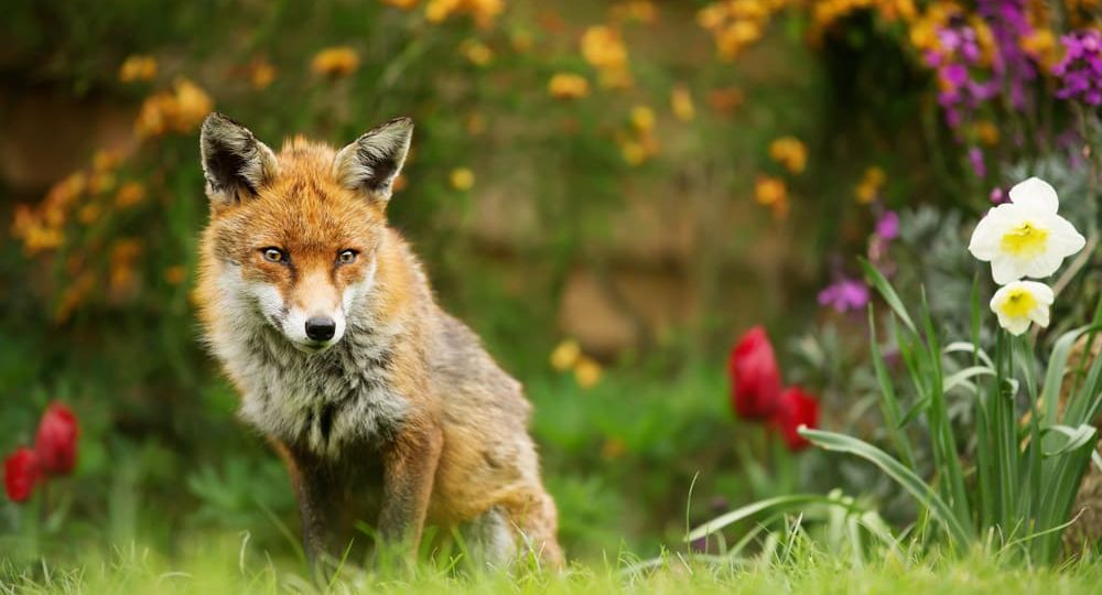 Red Fox sitting among spring flowers