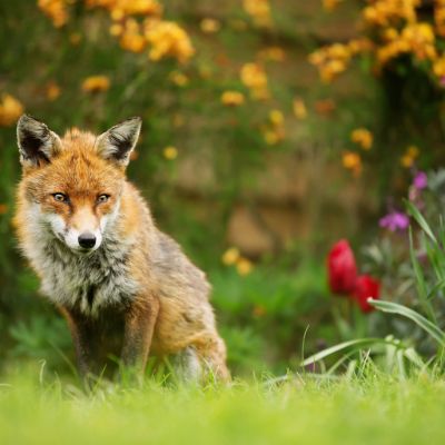 Red Fox sitting among spring flowers